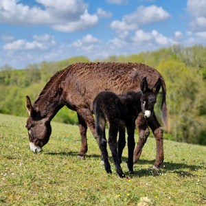 Farm Life Discovery Experience