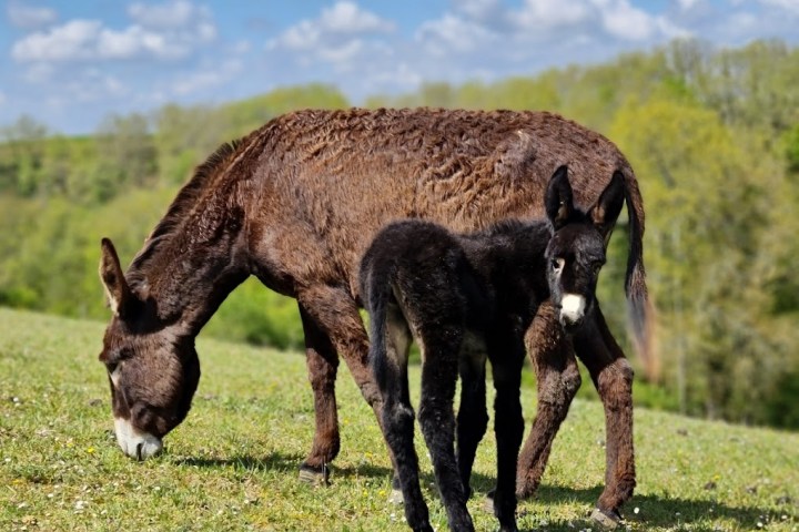 Farm Life Discovery Experience