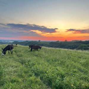 Farm Life Discovery Experience