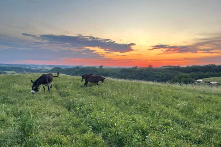 Farm Life Discovery Experience