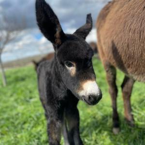 Farm Life Discovery Experience