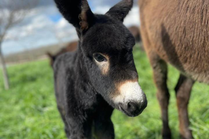 Farm Life Discovery Experience
