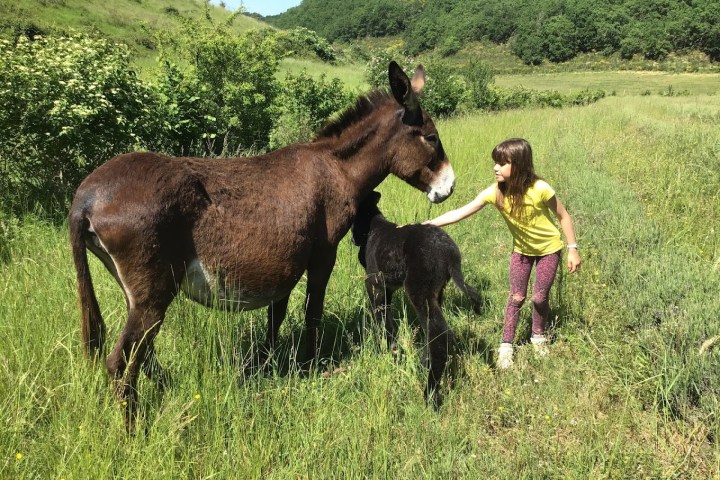 Farm Life Discovery Experience