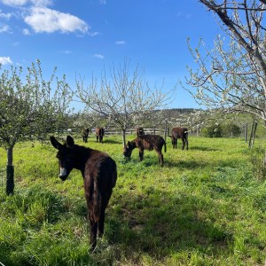Farm Life Discovery Experience
