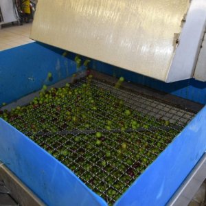 Olive Oil Experience & Paired Food Tasting