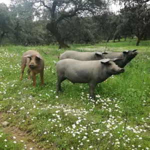Iberian Pig Farm Experience