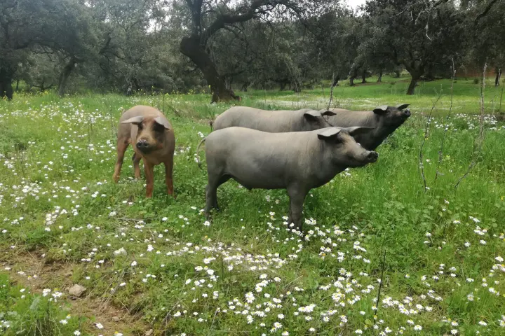 Iberian Pig Farm Experience