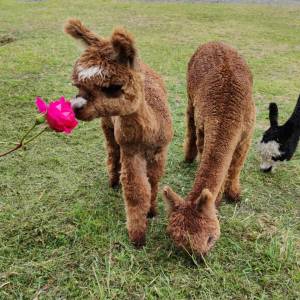 Normandy Alpaca Farm Walking Experience