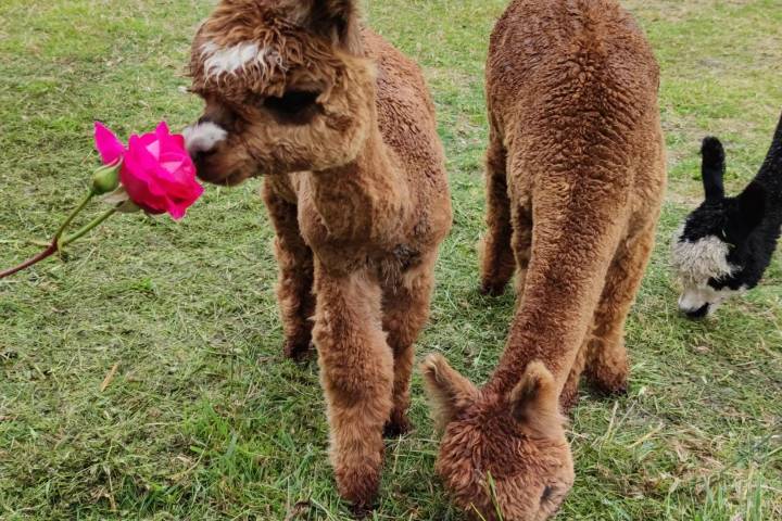 Normandy Alpaca Farm Walking Experience