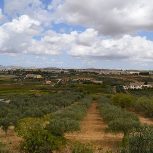 Olive Oil Experience & Paired Food Tasting