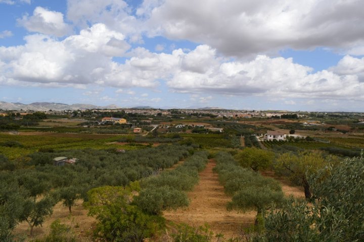 Olive Oil Experience & Paired Food Tasting