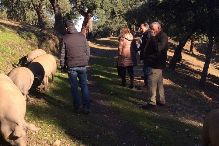 Route of Jabugo Iberian Pig Experience