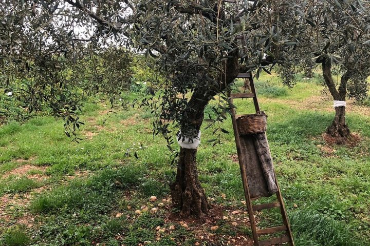 Olive Oil Experience & Paired Food Tasting