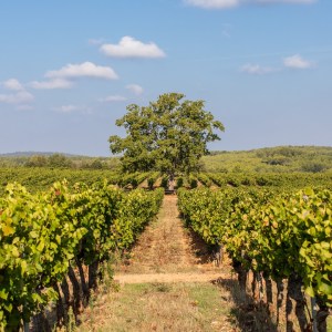 provence special wine tasting