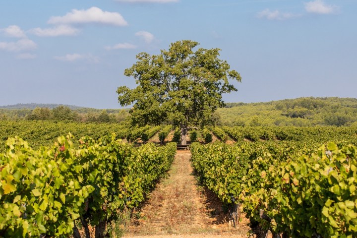 provence special wine tasting