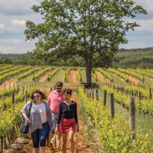 provence special wine tasting