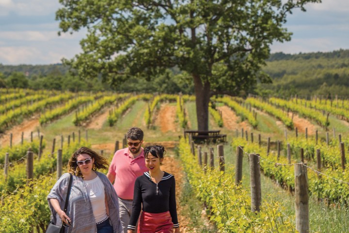 provence special wine tasting