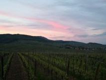 Alsace Vintage Wine Tasting Experience