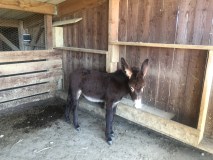 Farm Life Discovery Experience