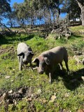 Route of Jabugo Iberian Pig Experience