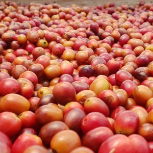 Gran Canarias Coffee Experience