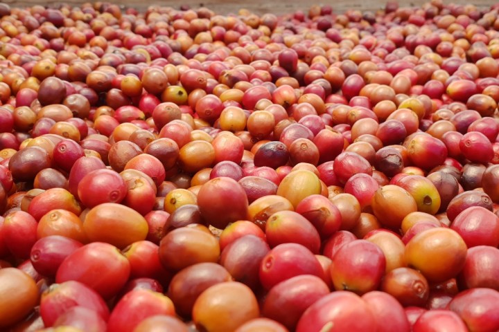 Gran Canarias Coffee Experience