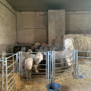 Chaussy Goat and Sheep Experience