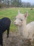Normandy Alpaca Farm Walking Experience