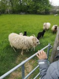 Chaussy Goat and Sheep Experience