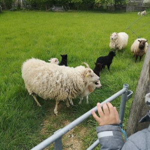 Chaussy Goat and Sheep Experience
