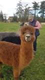 Normandy Alpaca Farm Walking Experience