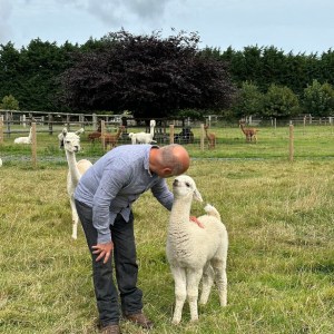 Normandy Alpaca Farm Walking Experience