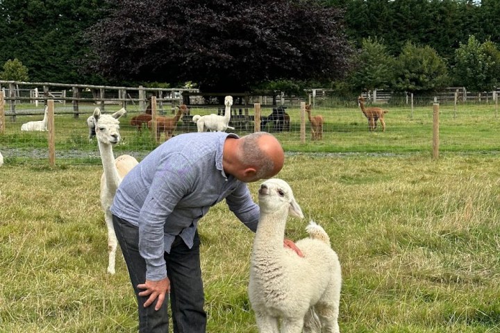 Normandy Alpaca Farm Walking Experience