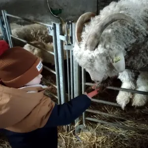 Chaussy Goat and Sheep Experience