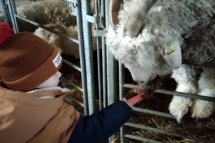 Chaussy Goat and Sheep Experience