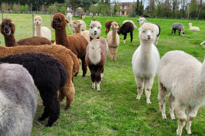 Normandy Alpaca Farm Walking Experience