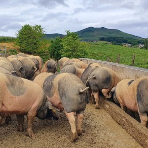 Basque Animal Farm Experience