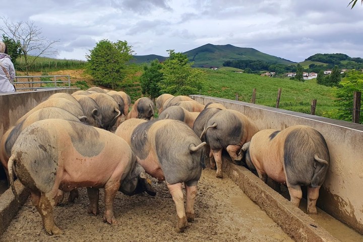 Basque Animal Farm Experience