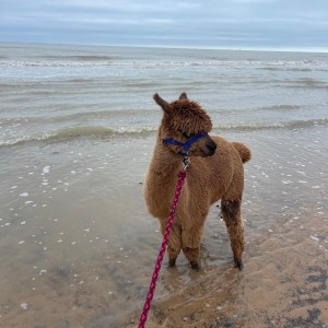 Normandy Alpaca Farm Walking Experience