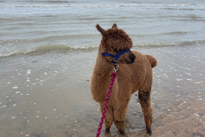 Normandy Alpaca Farm Walking Experience