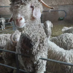 Chaussy Goat and Sheep Experience