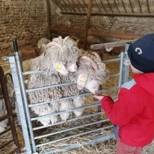 Chaussy Goat and Sheep Experience