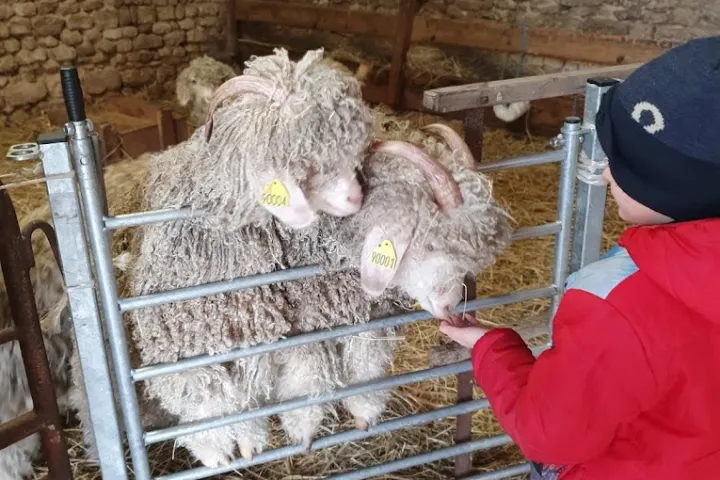 Chaussy Goat and Sheep Experience