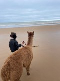 Normandy Alpaca Farm Walking Experience