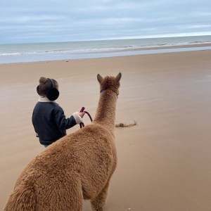 Normandy Alpaca Farm Walking Experience