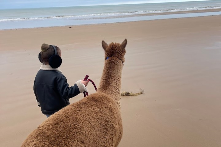 Normandy Alpaca Farm Walking Experience