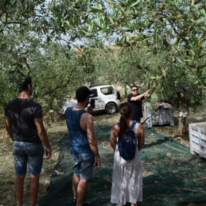 Olive Oil Experience & Paired Food Tasting