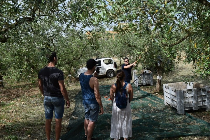 Olive Oil Experience & Paired Food Tasting