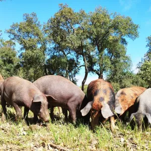 Iberian Pig Farm Experience