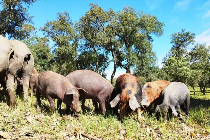 Iberian Pig Farm Experience